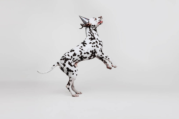 Happy adorable thoroughbred Dalmatian dog jumping isolated over light studio background. Concept of breed, vet, beauty, animal haelth and life, care. Pet looks calm, healthy and cute - Photo, Image