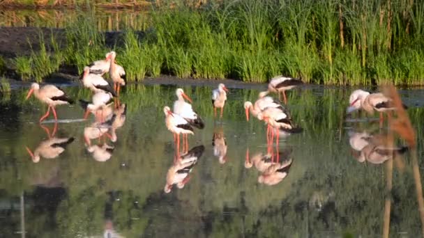 Sok madár gólya és sirályok partján tó közelében zöld nád hajnalban. Egy csapat gólya áll, eszik, tisztálkodik a parton. Sok fehér sirály úszik a közelben a vízben. - Felvétel, videó