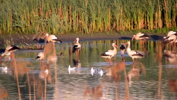 De nombreux oiseaux cigognes et mouettes sur la rive du lac près des roseaux verts au coucher du soleil de l'aube. Un troupeau de cigognes se tiennent debout, mangent, se nettoient dans l'eau près du rivage. Beaucoup de mouettes blanches nagent à proximité dans l'eau - Séquence, vidéo