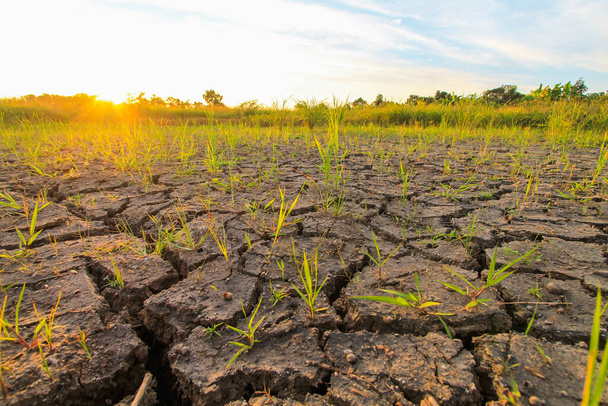 Krakattu maaperä kuivalla kaudella johtuu kuuma kesä sää Thaimaassa aiheuttaa veden haihtumista ja maaperän puuttuu kosteutta pisteeseen halkeilua ja pysty viljelemään. - Valokuva, kuva