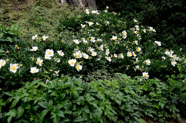 The peony is full of sunshine. Optimal conditions are found in slightly moist, well-permeable, humus-rich soils with sufficient nutrients. blooms white yellow - Photo, Image