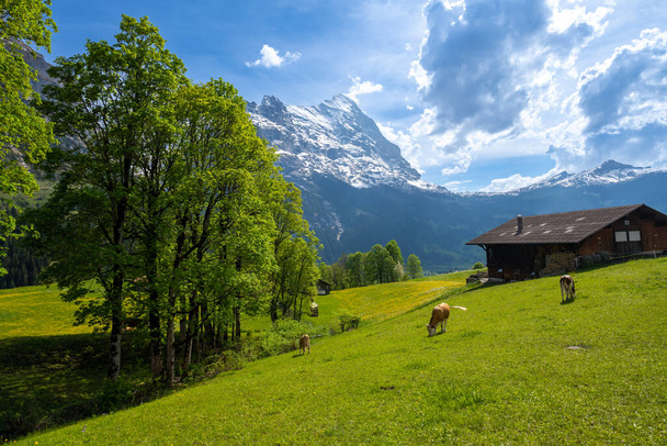 καταπληκτικό τοπίο των ελβετικών Άλπεων με λιβάδι και αγελάδες σε Grindelwald στην Ελβετία - Φωτογραφία, εικόνα