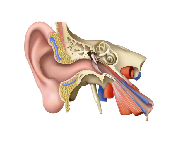 Anatomía humana. Diagrama estructural de la oreja sobre fondo blanco. Ilustración vectorial 3D - Vector, Imagen