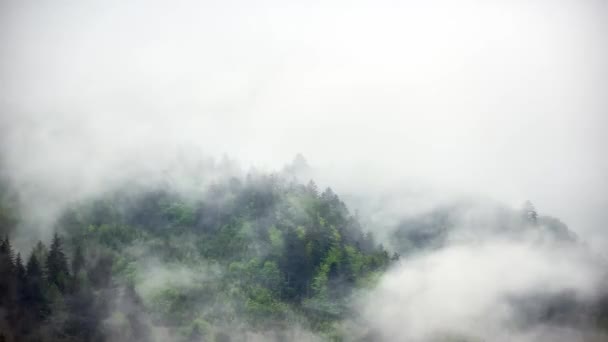 Erdei köd a vihar után. Természet vad háttér. Gyönyörű hegyvidéki táj. A vízgőz elpárolog az erdőből, - Felvétel, videó