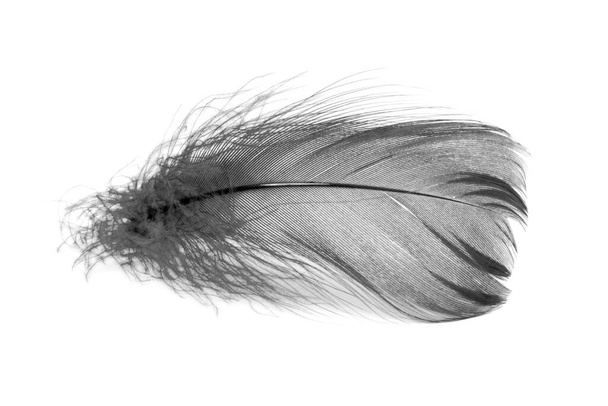 Bird feather elegant black isolated on the white background - Фото, изображение