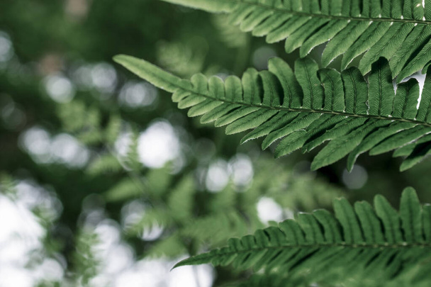 Close up of green fern leaf growing outdoors in nature. - Фото, изображение