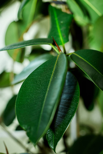 Κοντινό πλάνο Home plant Rubber Plant or Ficus Elastica wit drop, αρχική ιδέα φροντίδα φυτών - Φωτογραφία, εικόνα