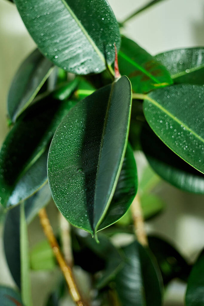 Κοντινό πλάνο Home plant Rubber Plant or Ficus Elastica wit drop, αρχική ιδέα φροντίδα φυτών - Φωτογραφία, εικόνα