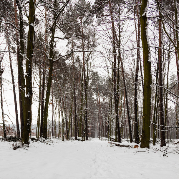 Snow alley path in winter forest. - Fotoğraf, Görsel