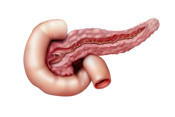 Anatomía humana. Páncreas sobre fondo blanco. Ilustración 3D - Foto, Imagen