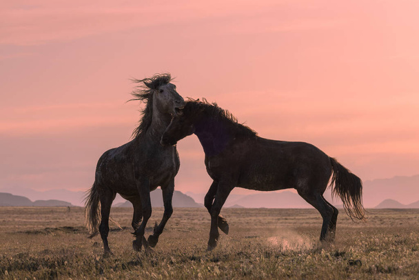 une paire d'étalons de chevaux sauvages combattant au coucher du soleil dans le désert de l'Utah - Photo, image