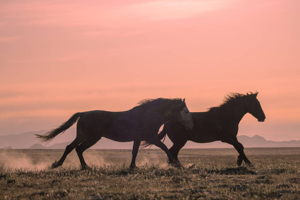 une paire d'étalons de chevaux sauvages combattant au coucher du soleil dans le désert de l'Utah - Photo, image