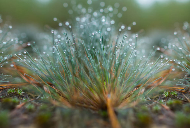 closeup green grass in water drop, natural forest background - Zdjęcie, obraz