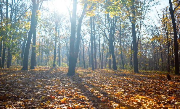 autumn forest glade covered by red dry leaves in light of sparkle sun - 写真・画像
