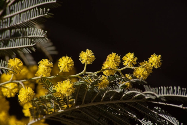Makroaufnahme der leuchtend gelben Blüten des Schwarzflecks (Acasia mearnsii)) - Foto, Bild