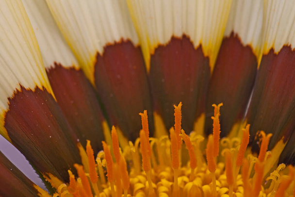 Macro image of the actual flowers of the Gazania flower - Photo, Image