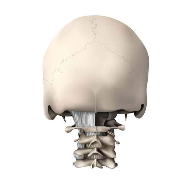 Ανθρώπινη ανατομία. Ατλάντιο-ινιακή και ατλαντοαξονική σύνδεση, πίσω όψη. 3D απεικόνιση - Φωτογραφία, εικόνα