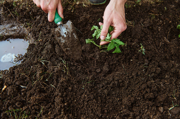 Вид сверху на руки фермера с помощью садовой лопаты копает и освобождает черную почву при посадке томатного саженца на открытой земле эко-фермы. Садоводство, экологическое земледелие. Копирование рекламного пространства - Фото, изображение