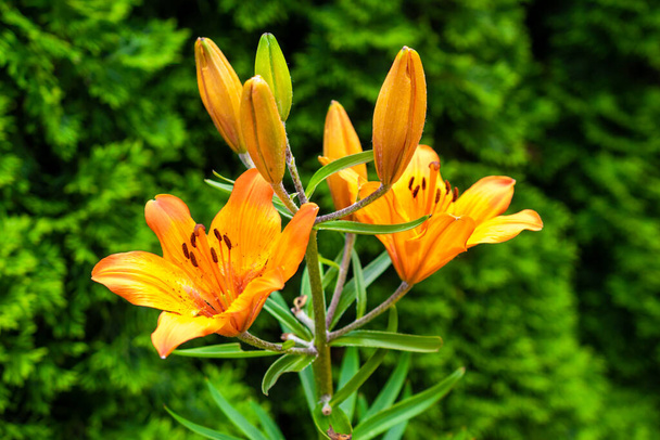 oranssi lilja vihreiden lehtien taustalla - Valokuva, kuva