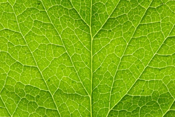 Leaf texture - Photo, image