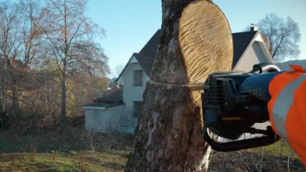 Cutting down a tree with a chainsaw at height. Arborist cutting tree with a chain saw. - Footage, Video