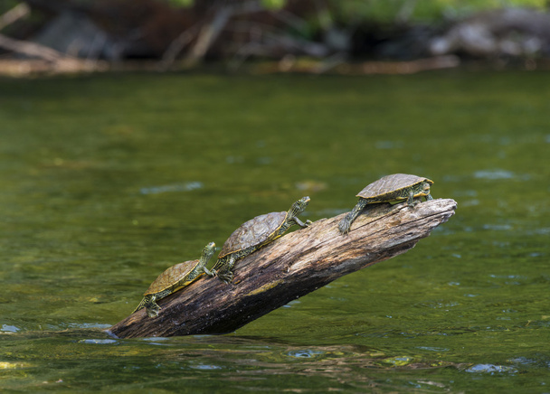 drei Schildkröten sonnen sich auf einem Baumstamm - Foto, Bild