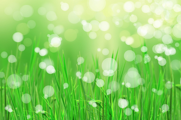 astratto bella erba fresca e la luce riflettono al mattino
 - Foto, immagini