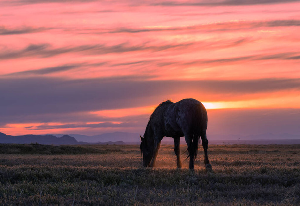 een wild paard silhouetted bij zonsondergang in de Utah woestijn - Foto, afbeelding