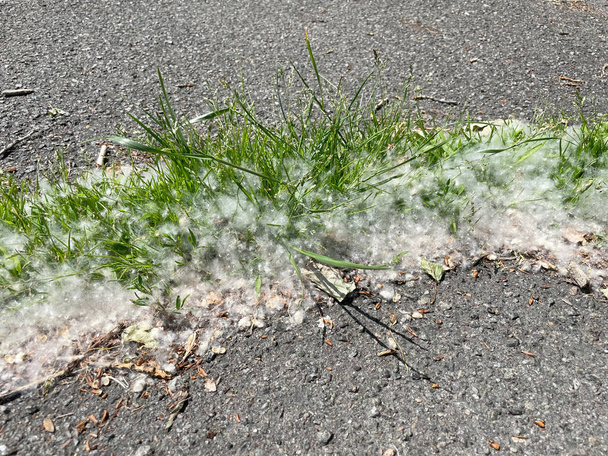 Pelusa de álamo, al aire libre en la hierba, alérgeno - Foto, Imagen