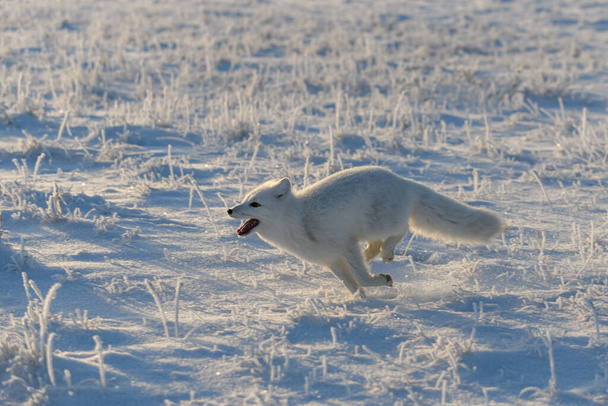 Kışın tundrada vahşi kutup tilkisi (Vulpes Lagopus). Beyaz kutup tilkisi koşuyor. - Fotoğraf, Görsel