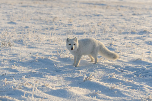 Zorro ártico salvaje (Vulpes Lagopus) en tundra en invierno. Zorro ártico blanco. - Foto, imagen