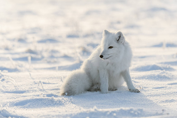 Wild arctic fox (Vulpes Lagopus) in tundra in winter time. White arctic fox sitting. - Photo, Image