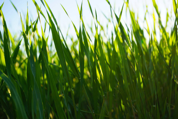 Primer plano de la hierba de trigo que crece desde las raíces en el suelo bajo el cielo azul. - Foto, Imagen