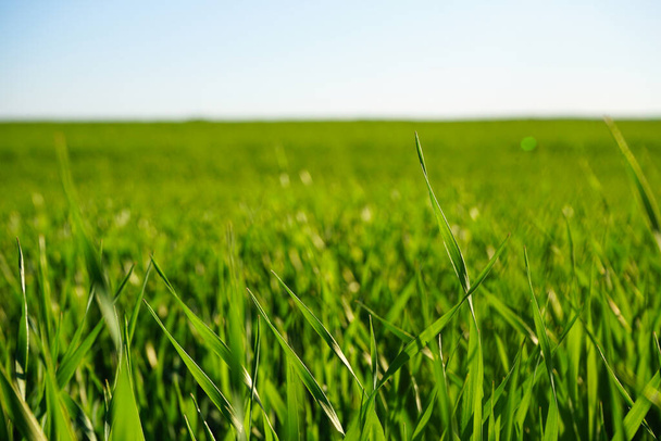 Landbouwveld met jonge groene tarwe spruiten, heldere lente landschap op een zonnige dag, blauwe lucht achtergrond. - Foto, afbeelding