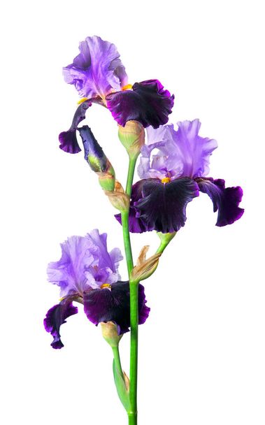 iris lumineux coloré fleur isolée sur blanc. - Photo, image