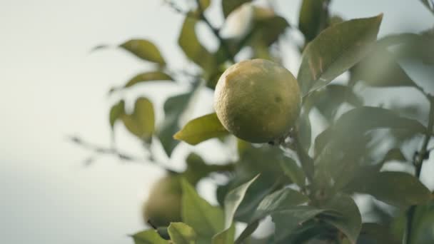 Vidéo au ralenti d'un citron se balançant sur une branche dans le jardin. Beaux fruits et aliments sains citron pousse à la maison. - Séquence, vidéo