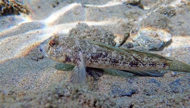 黒い地中海のゴビ魚 – (ゴビアス · ニガー) - 写真・画像
