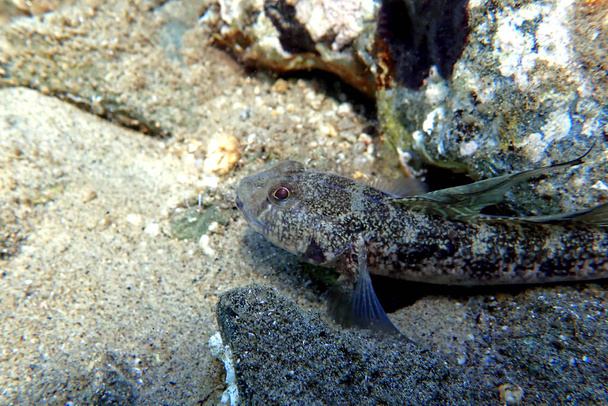 Černá středomořská goby ryba - (Gobius niger) - Fotografie, Obrázek