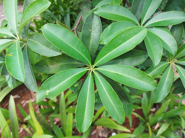 Planta de Alstonia scholaris o árbol treeordevil pizarra. Es un árbol de hoja perenne en la familiaApocynaceae. - Foto, imagen