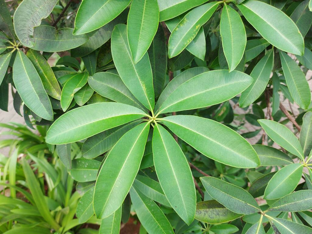 Planta de Alstonia scholaris o árbol treeordevil pizarra. Es un árbol de hoja perenne en la familiaApocynaceae. - Foto, imagen
