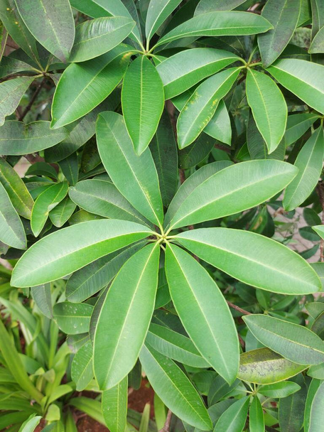 Pflanze von Alstonia scholaris oder Tafelbaum des Teufels. Es ist ein immergrüner Baum in der Familie Apocynaceae. - Foto, Bild
