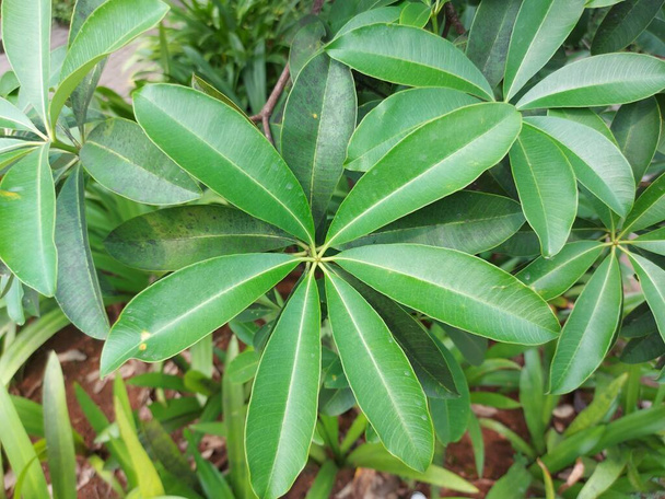 Pflanze von Alstonia scholaris oder Tafelbaum des Teufels. Es ist ein immergrüner Baum in der Familie Apocynaceae. - Foto, Bild