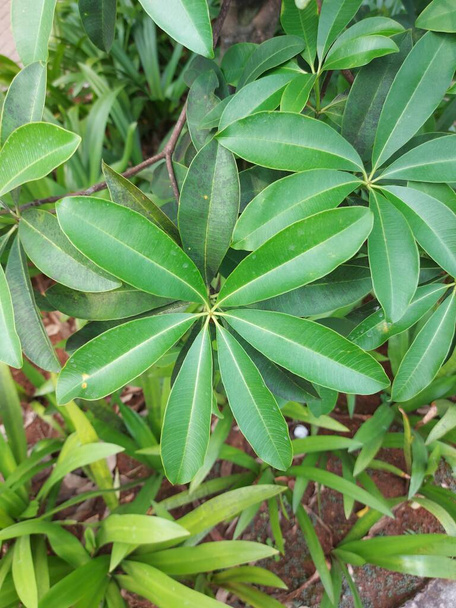 Plant of Alstonia scholaris orblackboard treeordevil's tree. It is anevergreentropical treein the familyApocynaceae. - Photo, Image