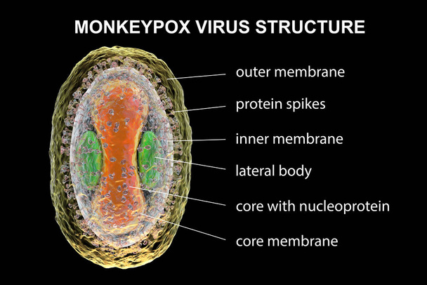 Estructura del virus Monkeypox, ilustración 3D. Un virus zoonótico de la familia Poxviridae, causa la varicela, una enfermedad similar a la viruela - Foto, Imagen
