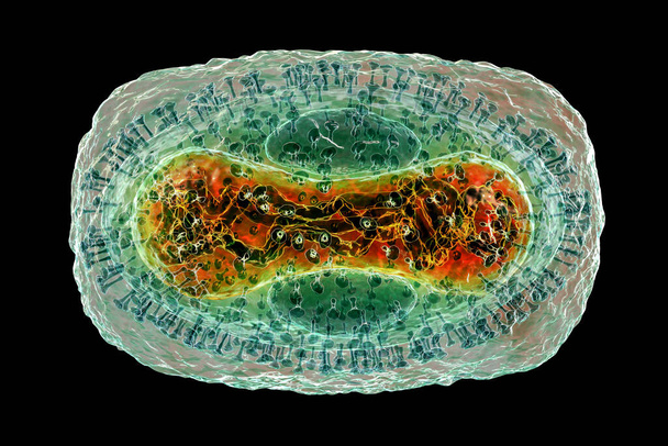 Vírus da varíola, ilustração 3D. Um vírus zoonótico da família Poxviridae, causa a varíola, uma doença semelhante à varíola - Foto, Imagem