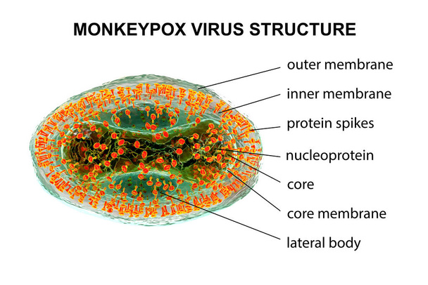 Struttura del virus Monkeyvaiolo, illustrazione 3D. Un virus zoonotico della famiglia Poxviridae, causa il vaiolo della scimmia, una malattia simile al vaiolo - Foto, immagini