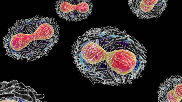 Vírus da varíola, ilustração 3D. Um vírus zoonótico da família Poxviridae, causa a varíola, uma doença semelhante à varíola - Foto, Imagem
