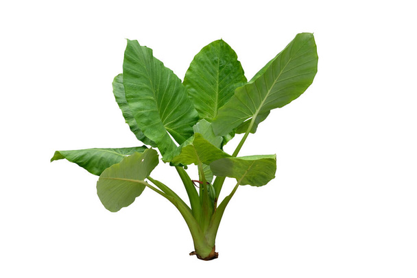 Alocasia macrrrrizos, Alocasia odora,白い背景に茎を分離して美しい大きな緑の葉を閉じます.クリッピングパスで - 写真・画像