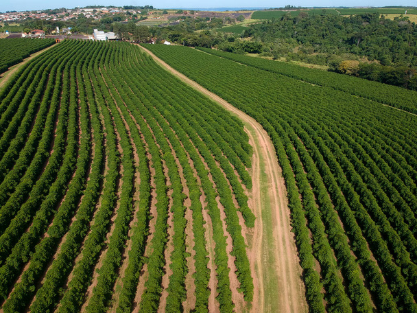 Вид с воздуха на зеленое кофейное поле в Бразилии - Фото, изображение