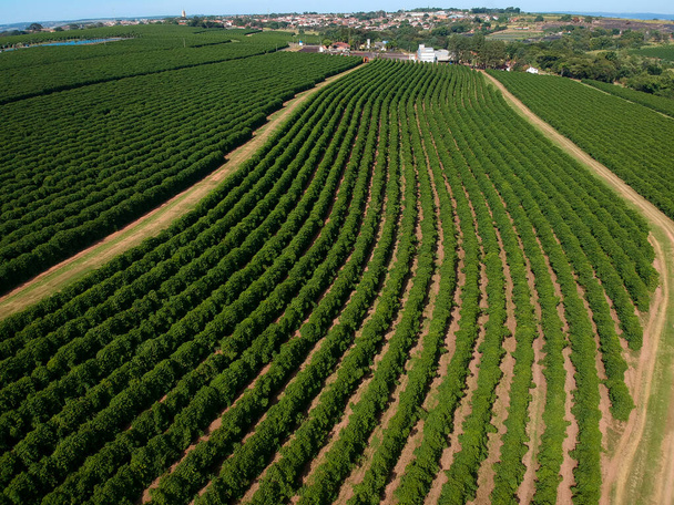 Aerial drone view of a green coffee field in Brazil - Photo, Image